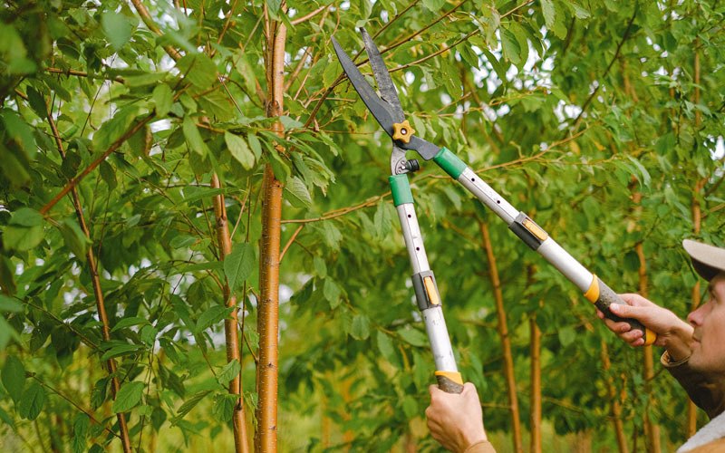 Tree trimming in Earth City, MO